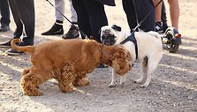 Lietuvos ralio kroso čempionato III etapas Vilkyčiuose. Apdovanojimai