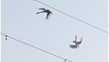 Birds on Electrogrid