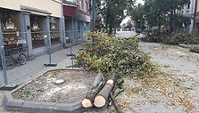 &Scaron;iauliuose pjaunami bulvaro medžiai