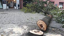 &Scaron;iauliuose pjaunami bulvaro medžiai