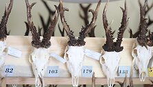 Žagarės dvare &ndash; trofėjų paroda su lapių medžioklės imitacija