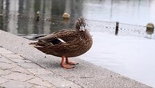 dortmundas-is-anglies-ir-plieno-pragaro-pakilo-fenikso-sparnais