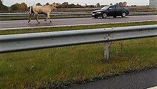 Bulius autostradoje
