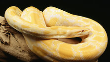 Tigrinis pitonas albinosas
