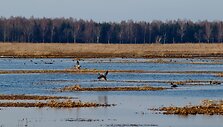 Pavasaris Nemuno deltoje