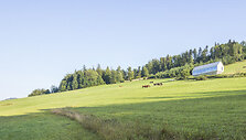Namas Lenkijoje, Krokuvoje 