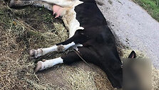 LSMU Veterinarijos akademijos mokomojo ūkio karvė