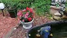 61096a06af881video_61096a013f4a4