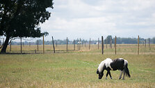 Ponis