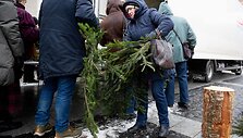 Vilniuje pradėtos dalinti eglių &scaron;akos