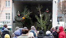 Vilniuje pradėtos dalinti eglių &scaron;akos
