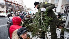 Vilniuje pradėtos dalinti eglių &scaron;akos