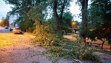 Naugarduko gatvėje nuvirto medis