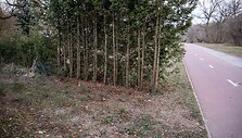 Eglutėmis užsodintas Žvėryne esantis takelis link Neries