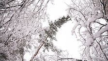 Gausus sniegas laužo medžių &scaron;akas