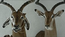 Kadras i&scaron; filmo &bdquo;Animus Animalis (istorija apie žmones, žvėris ir daiktus)&ldquo;