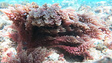 Rausvo atspalvio dumblių rū&scaron;is &bdquo;Asparagopsis taxiformis&ldquo;
