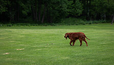Kempingas &bdquo;Prie Vencavų malūno&ldquo;
