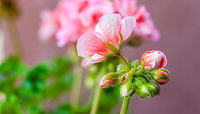Pelargonijos