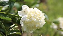 Bijūnas &bdquo;Charle's White&ldquo;