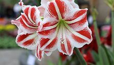Amarilis