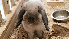 Žaidimų &scaron;alis &bdquo;Alisa&ldquo; &ndash; nauji savininkai, ta pati vizija