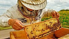 Kodėl ne visi bičių pikio produktai vienodai veiksmingi?