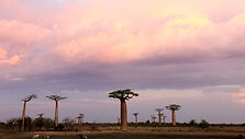 Kelionės po Madagaskarą akimirkos