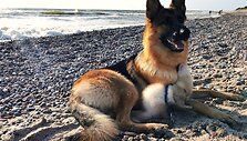 Vilnietės Dianos augintiniai &scaron;e&scaron;kas Pacco ir vokiečių aviganė Nova stebina savo draugyste