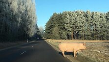 Kiaulė