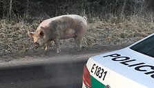 Kiaulė