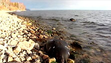 misle-rusijos-mokslininkams-kodel-mirsta-baikalo-ezero-ruoniai