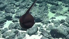 rarefish
