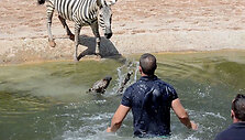 CATERS_BABY_ZEBRA_SAVED_05