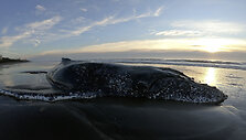Argentina_Whale_Rescue_17207.jpg-4b263