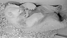 Germany_Polar_Bear_74017.jpg-97283