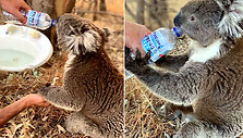 koala