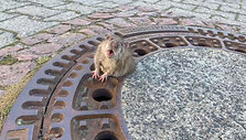 rat