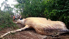 whale