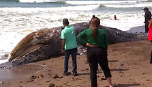 greywhale