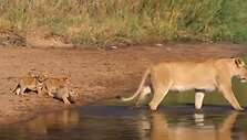 lion