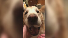 dogs