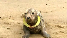 frisbe
