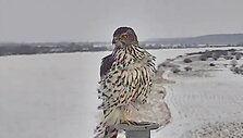 accipiter-gentilis-kartu-su-pasienieciais-akylai-stebi-lietuvos-ir-rusijos-siena