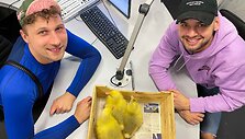 ZIP FM žąsiukai i&scaron;keliavo į ekologinį ūkį