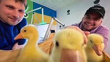 ZIP FM žąsiukai i&scaron;keliavo į ekologinį ūkį