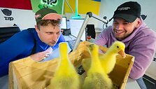 ZIP FM žąsiukai i&scaron;keliavo į ekologinį ūkį