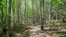 Atnaujintas Dūk&scaron;tos pažintinis takas