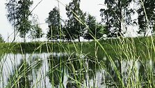 Lauros Balčiūtės sodyba