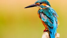 Alcedo atthis &ndash; tulžys